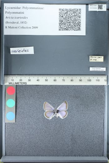 Media type: image; Entomology 155004